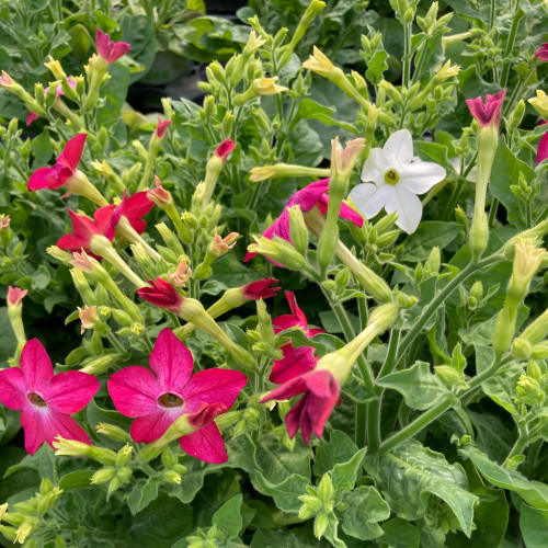 Tabac Nicotiana Rouge