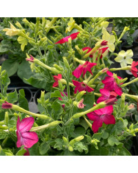 Tabac Nicotiana Rouge