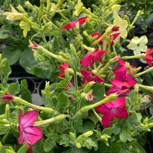 Tabac Nicotiana Rouge