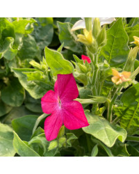 Tabac Nicotiana Rouge