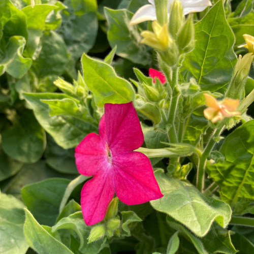 Tabac Nicotiana Rouge