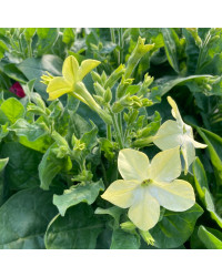 Tabac Nicotiana Blanc