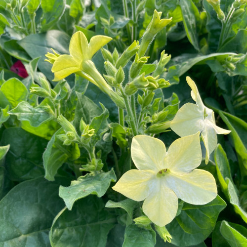 Tabac Nicotiana Blanc