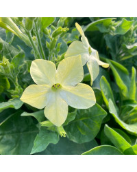 Tabac Nicotiana Blanc