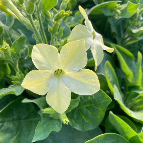 Tabac Nicotiana Blanc