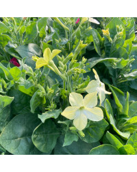 Tabac Nicotiana Blanc
