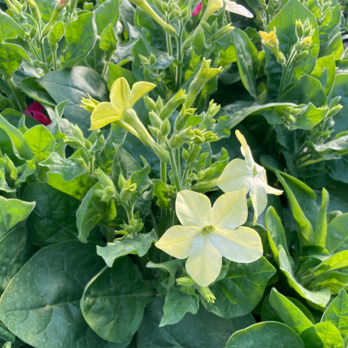 Tabac Nicotiana Blanc