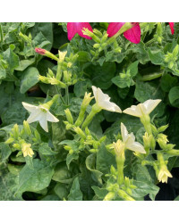 Tabac Nicotiana Blanc