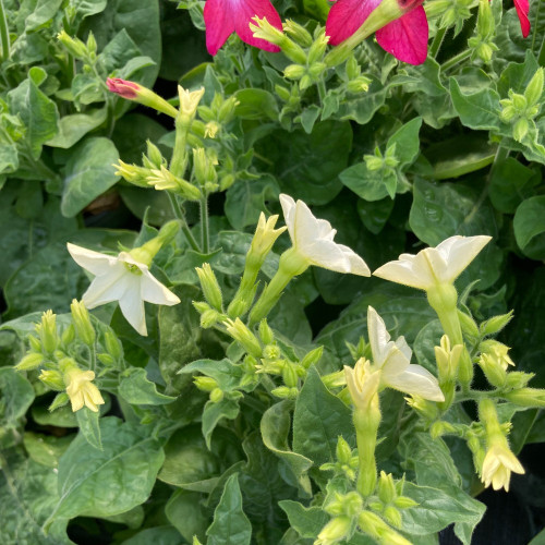 Tabac Nicotiana Blanc