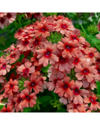 Verveine Retombante Mango Orange