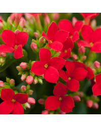 Kalanchoe Succulente Rouge