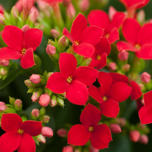 Kalanchoe Succulente Rouge