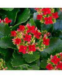 Kalanchoe Succulente Rouge