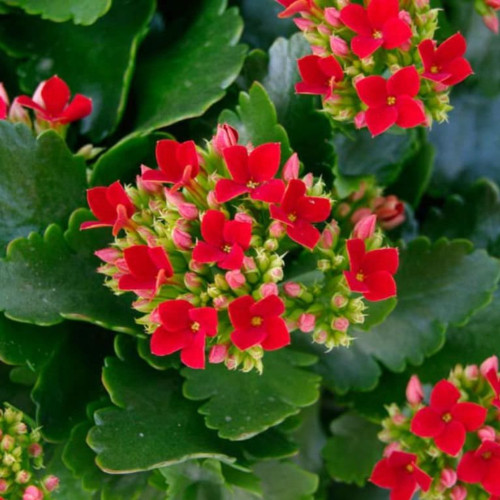 Kalanchoe Succulente Rouge