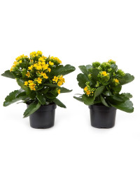 Kalanchoe Succulente Jaune