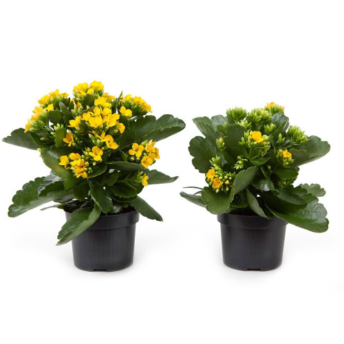 Kalanchoe Succulente Jaune