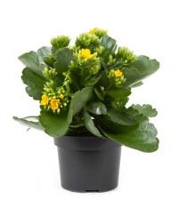 Kalanchoe Succulente Jaune