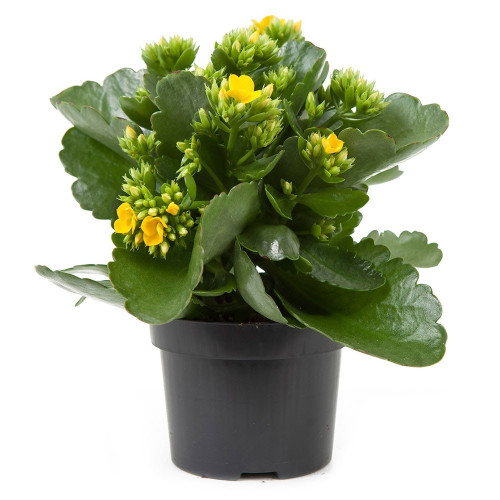 Kalanchoe Succulente Jaune