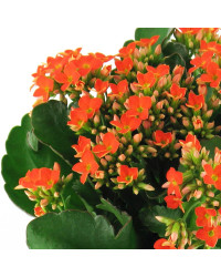 Kalanchoe Succulente Orange
