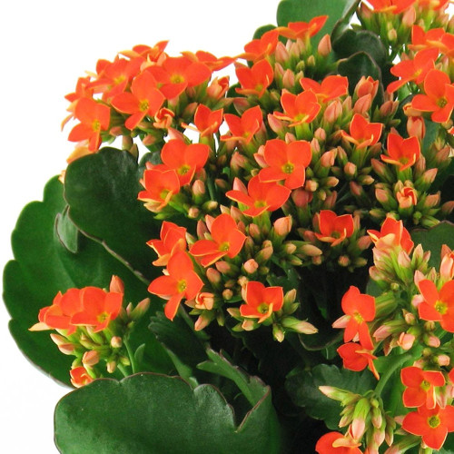 Kalanchoe Succulente Orange