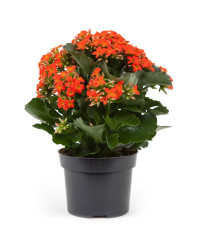 Kalanchoe Succulente Orange