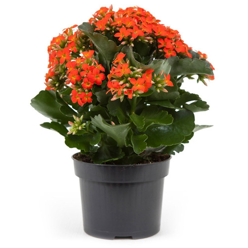 Kalanchoe Succulente Orange