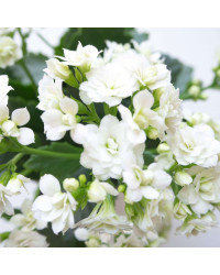 Kalanchoe Succulente Blanc