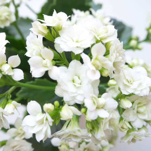 Kalanchoe Succulente Blanc