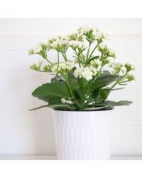 Kalanchoe Succulente Blanc