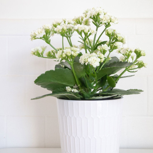 Kalanchoe Succulente Blanc