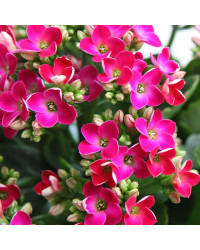 Kalanchoe Succulente Rose