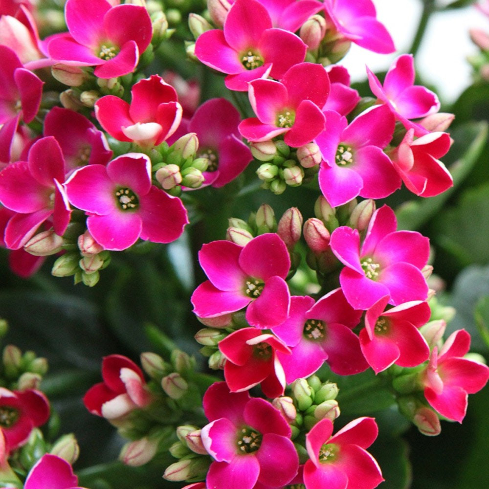 Kalanchoe Succulente Rose