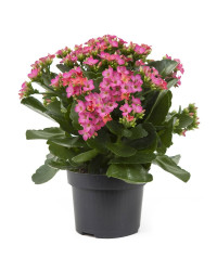 Kalanchoe Succulente Rose