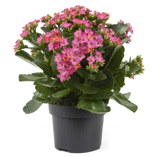 Kalanchoe Succulente Rose