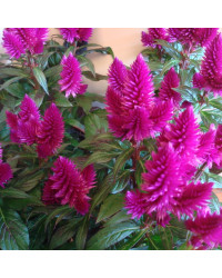Célosie Caracas Violet