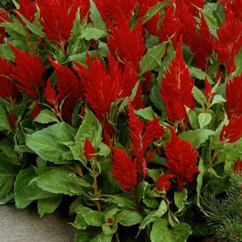 Célosie Plumosa Rouge