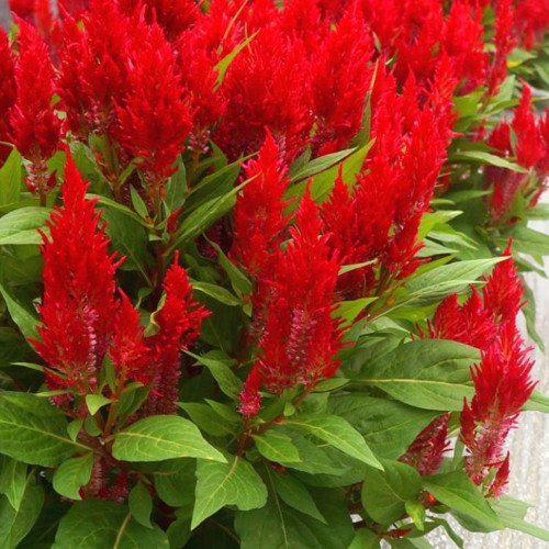 Célosie Plumosa Rouge