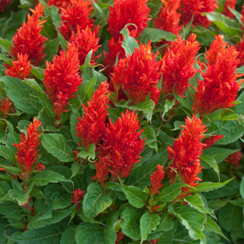 Célosie Plumosa Rouge