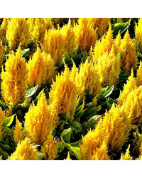 Célosie Plumosa Jaune