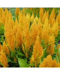 Célosie Plumosa Jaune