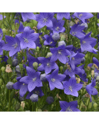 Platycodon Grandiflorus Bleu