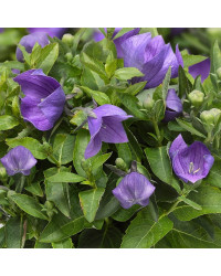 Platycodon Grandiflorus Bleu