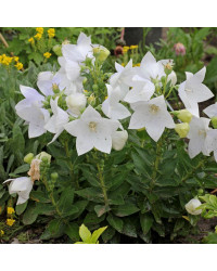 Platycodon Grandiflorus Blanc