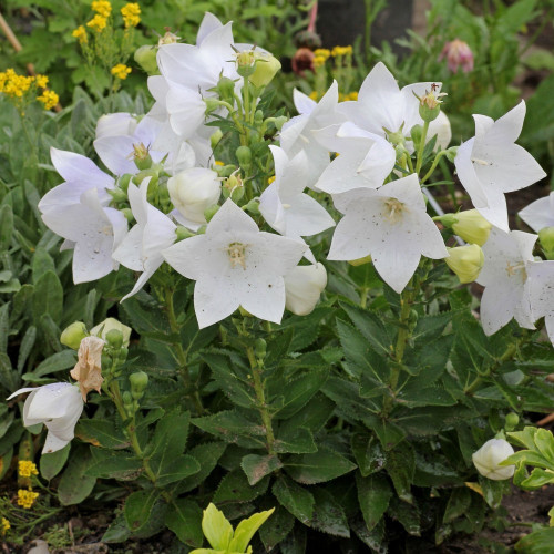 Platycodon Grandiflorus Blanc