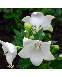 Platycodon Grandiflorus Blanc