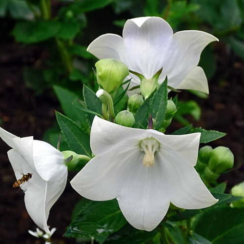 Platycodon Grandiflorus Blanc