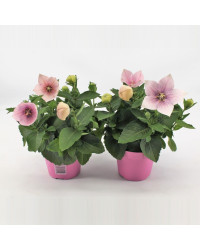 Platycodon Grandiflorus Rose