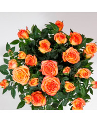 Rosier Kordana Orange