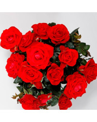 Rosier Kordana Rouge