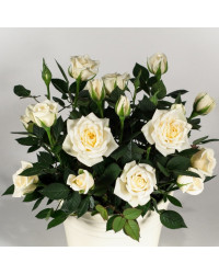 Rosier Kordana Blanc